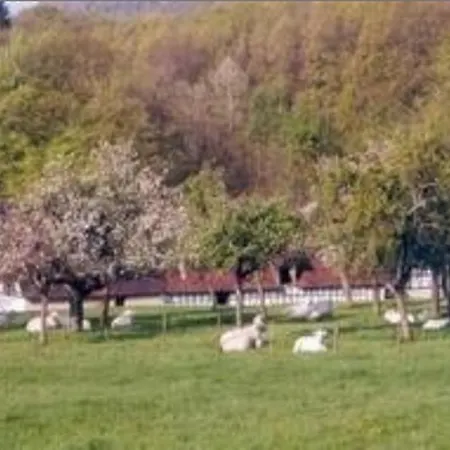 Ferme Du Moulin Des Sept Fontaines Bed & Breakfast Drachenbronn-Birlenbach